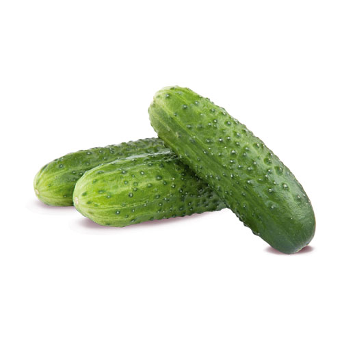 Dikenli_Salatalk Dikenli_Salatalk