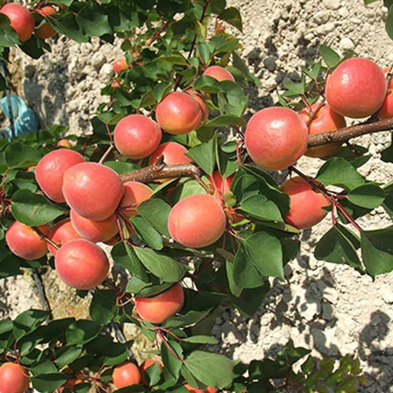 mogador-kayisi-6 mogador-kayisi-6