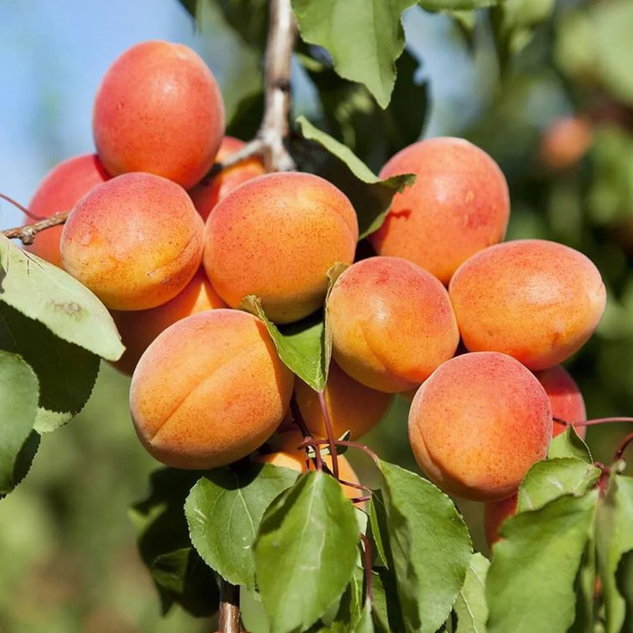 roksana-kayisi-fidani roksana-kayisi-fidani